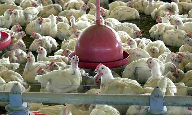 Brasil suspende preventivamente as exporta&ccedil;&otilde;es de carne de aves e seus produtos