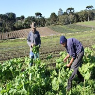 Pronaf investe R$ 340,7 milh&otilde;es na agricultura familiar de Mato Grosso do Sul, aumento de 16,23% em rela&ccedil;&atilde;o &agrave; safra 2022/2023