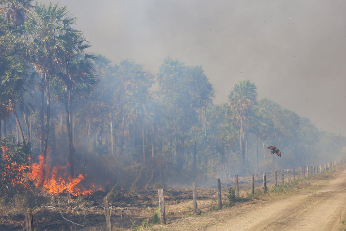 Com seis focos ativos, incêndios no Pantanal são intensificados devido a condições climáticas extremas