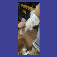 PRF descobre coca&iacute;na escondida em gesso durante abordagem na BR-262