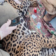 On&ccedil;a-pintada Ant&atilde; &eacute; a segunda resgatada no Pantanal de MS em quatro dias