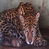 Com tratamento espec&iacute;fico, on&ccedil;as-pintadas se recuperam e Miranda pode voltar &agrave; natureza em 30 dias