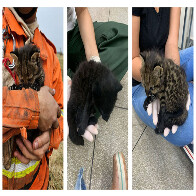 Imasul recebe filhotes de gato palheiro, mais dois animais resgatados do fogo