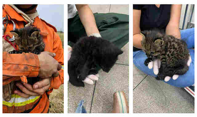 Imasul recebe filhotes de gato palheiro, mais dois animais resgatados do fogo