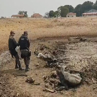 MPMS vai investigar maus-tratos a bovinos em fazenda de Rio Verde de Mato Grosso