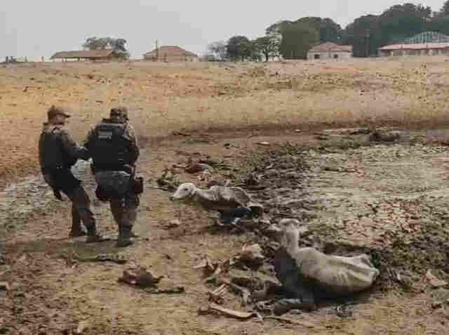 MPMS vai investigar maus-tratos a bovinos em fazenda de Rio Verde de Mato Grosso