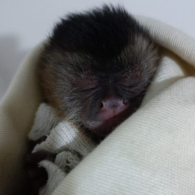 Filhote de macaco-prego &eacute; salvo ap&oacute;s inc&ecirc;ndios no Pantanal e tratado no Hospital Ayty
