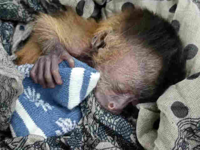 Filhote de macaco-prego &eacute; salvo ap&oacute;s inc&ecirc;ndios no Pantanal e tratado no Hospital Ayty