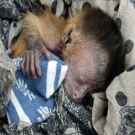 Filhote de macaco-prego &eacute; salvo ap&oacute;s inc&ecirc;ndios no Pantanal e tratado no Hospital Ayty