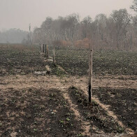 For&ccedil;a-tarefa in&eacute;dita no Pantanal visa auxiliar a recupera&ccedil;&atilde;o de 500 propriedades rurais atingidas pelo fogo
