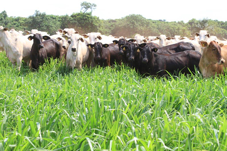Al&eacute;m da carne, MS deve ser reconhecido pelo melhor processo produtivo do pa&iacute;s, afirma presidente da Novilho Precoce MS
