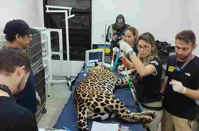 On&ccedil;a-pintada resgatada em inc&ecirc;ndio, volta ao Pantanal de MS ap&oacute;s 43 dias de tratamento