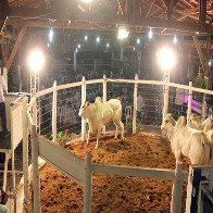 Feapan ter&aacute; tr&ecirc;s grandes shows,  rodeio e leil&otilde;es com port&otilde;es abertos
