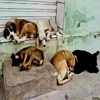 Campanha Dezembro Verde &ndash; N&atilde;o ao Abandono de Animais pode ser institu&iacute;da na cidade