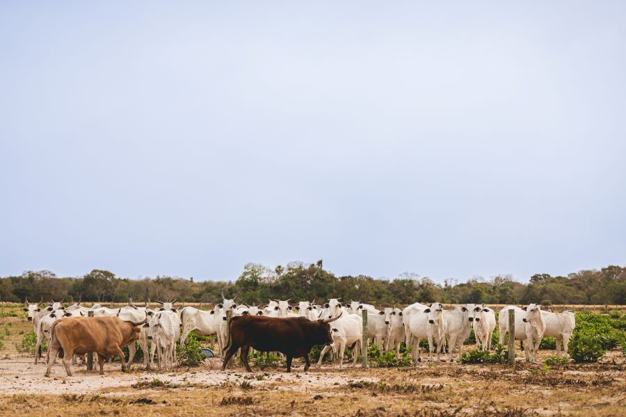 Boas pr&aacute;ticas de manejo alavancam pecu&aacute;ria do Pantanal