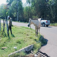 Agentes da Agetrat s&atilde;o acionados para retirar cavalo que oferecia risco aos condutores