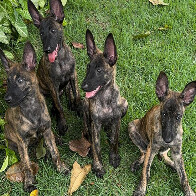 Dois meses ap&oacute;s nascimento, filhotes da cadela Laika s&atilde;o entregues aos condutores do CBMMS e ao CBMERJ