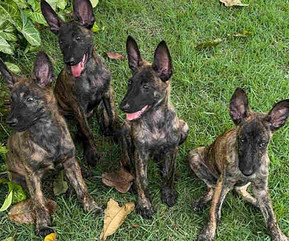 Dois meses ap&oacute;s nascimento, filhotes da cadela Laika s&atilde;o entregues aos condutores do CBMMS e ao CBMERJ