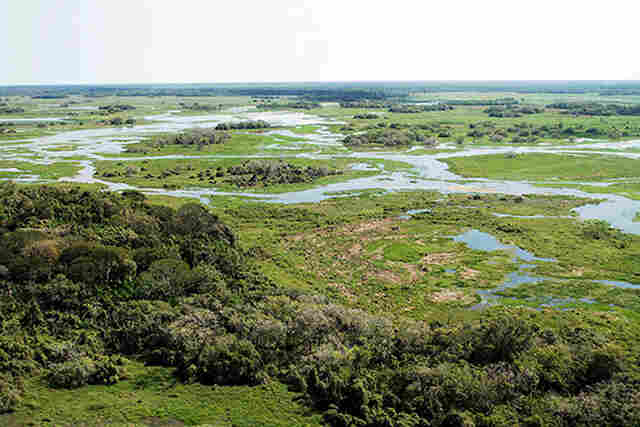 Com faturamento de mais de R$ 1,83 bilh&atilde;o ao ano, a pecu&aacute;ria &eacute; a atividade que mais gera empregos no Pantanal