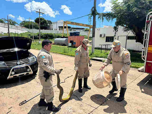 Bombeiros capturam sucuri de 3 metros em motor de carro em Lad&aacute;rio