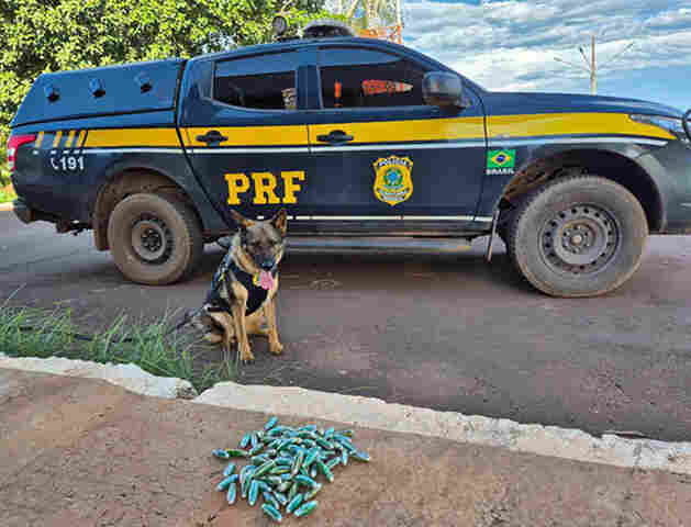 C&atilde;es da PRF encontram c&aacute;psulas de coca&iacute;na presas nas pernas de passageiro boliviano na BR-262