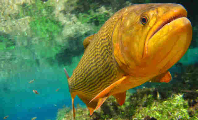 Deputado alerta sobre o risco de liberar a pesca do dourado &ldquo;&eacute; retroceder na prote&ccedil;&atilde;o ambiental&rdquo;