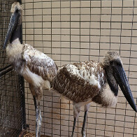 Imasul transfere filhotes de tuiui&uacute; e corujas para zool&oacute;gico em S&atilde;o Paulo