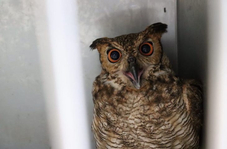 Imasul transfere filhotes de tuiui&uacute; e corujas para zool&oacute;gico em S&atilde;o Paulo