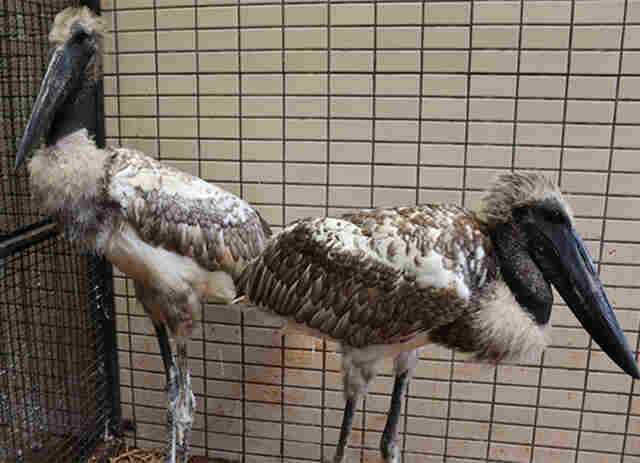 Imasul transfere filhotes de tuiui&uacute; e corujas para zool&oacute;gico em S&atilde;o Paulo