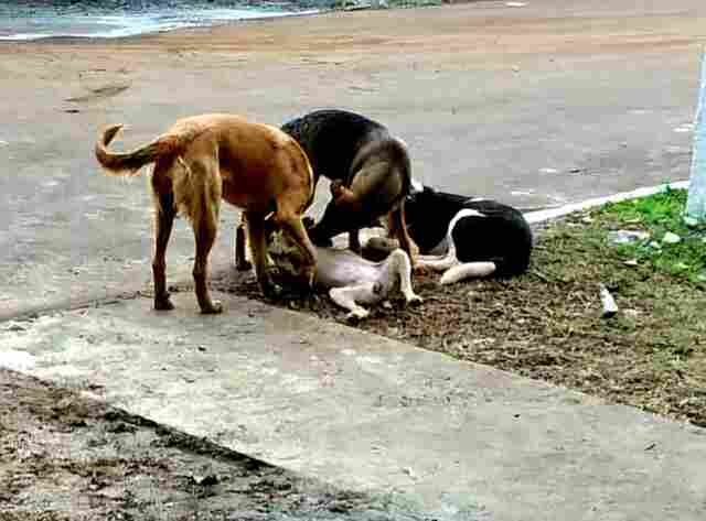 Sancionada lei que institui campanha de preven&ccedil;&atilde;o ao abandono de animais
