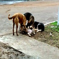 Sancionada lei que institui campanha de preven&ccedil;&atilde;o ao abandono de animais