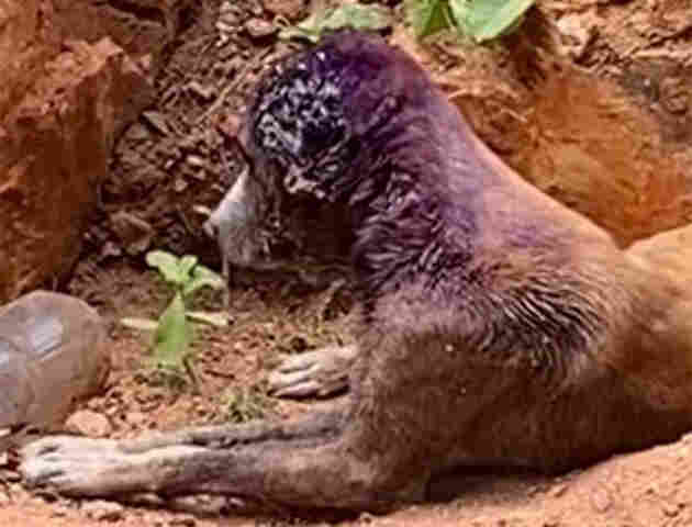 Mulher &eacute; presa pela Pol&iacute;cia Civil em Corumb&aacute;, por maus-tratos a animais