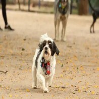 Animais dom&eacute;sticos ter&atilde;o direito a RG com cadastro nacional 