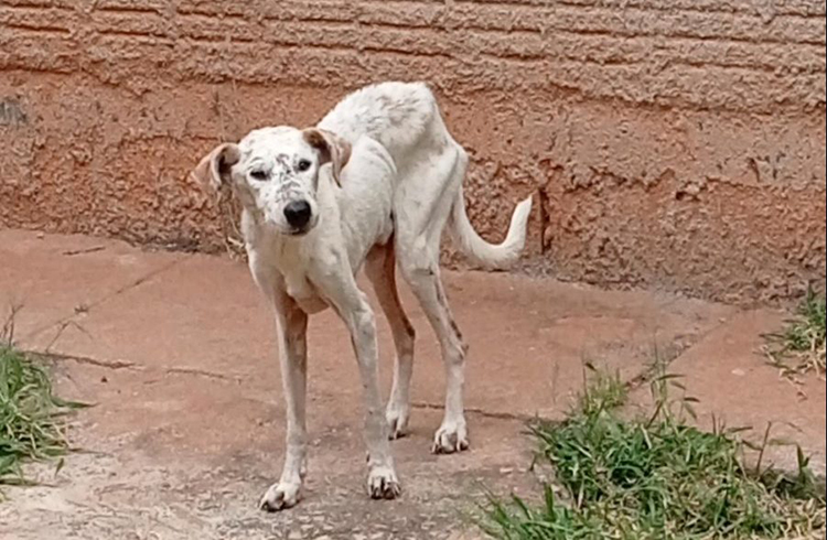 Crimes de maus-tratos a animais em MS podem ser denunciados pela Delegacia Virtual