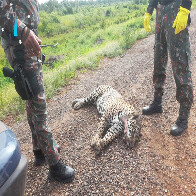 Alerta: trecho entre Corumb&aacute; e Miranda, da BR-262, registra a 20&ordf; morte de on&ccedil;a-pintada