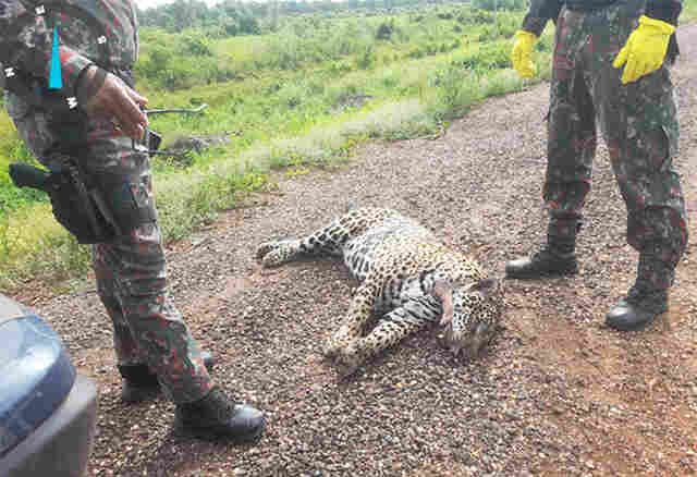 Alerta: trecho entre Corumb&aacute; e Miranda, da BR-262, registra a 20&ordf; morte de on&ccedil;a-pintada