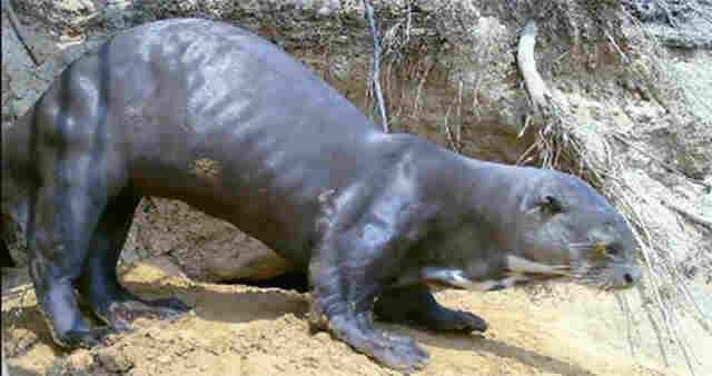 Parceria do IHP no Pantanal vai permitir aprimorar monitoramento das on&ccedil;as d&rsquo;&aacute;gua