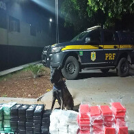 C&atilde;es da PRF apreende 125 Kg de coca&iacute;na em carga de carnes na BR-262