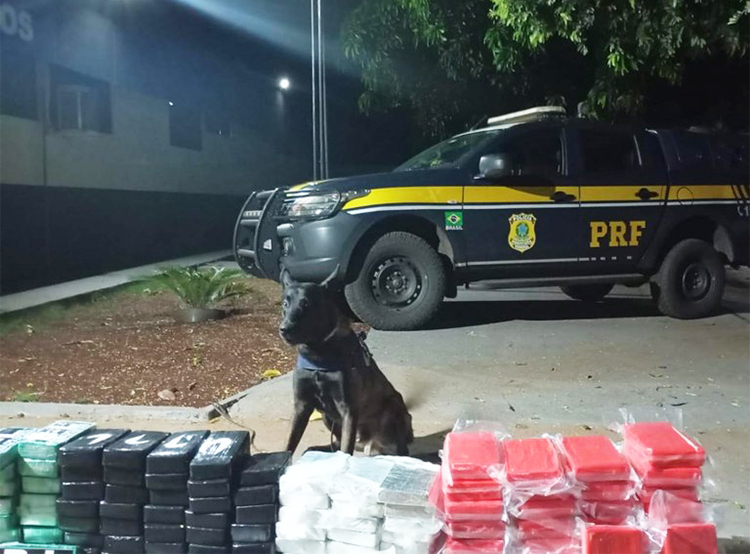Cães da PRF apreende 125 Kg de cocaína em carga de carnes na BR-262