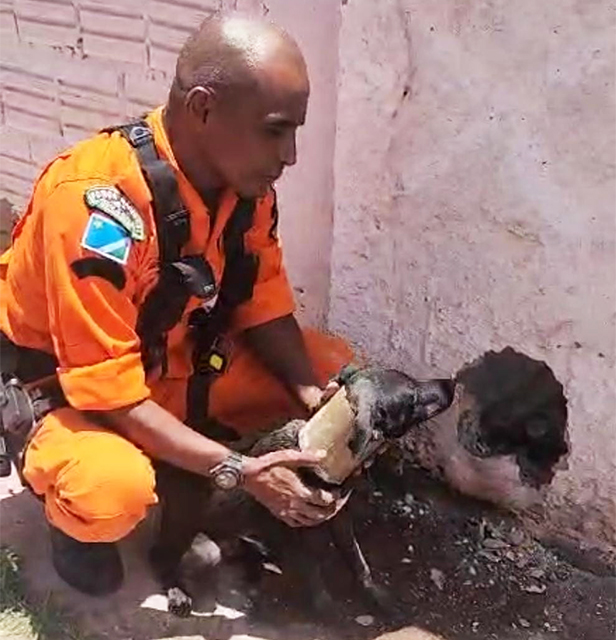 Vira-lata &ldquo;Tot&oacute;&rdquo; fica com cano de PVC preso no pesco&ccedil;o e precisou da ajuda dos bombeiros