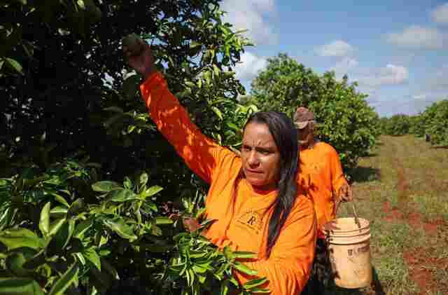 Nova fronteira: citricultura abre oportunidades e muda a vida de trabalhadores em Mato Grosso do Sul