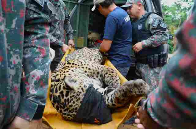 Ap&oacute;s ataque at&iacute;pico e captura no Pantanal, on&ccedil;a-pintada chega ao CRAS e passa por exames