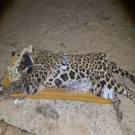 V&Iacute;DEO: On&ccedil;a Pintada que vitimou caseiro em Aquidauana &eacute; capturada e levada para o CRAS de Campo Grande 