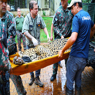 Boletim veterin&aacute;rio da on&ccedil;a-pintada capturada na regi&atilde;o do pesqueiro Touro Morto