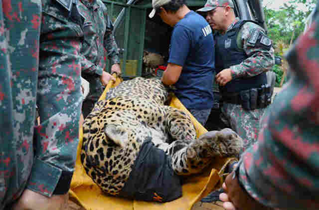 On&ccedil;a-pintada capturada na regi&atilde;o do Touro Morto em Aquidauana continua em recupera&ccedil;&atilde;o no CRAS em Campo Grande