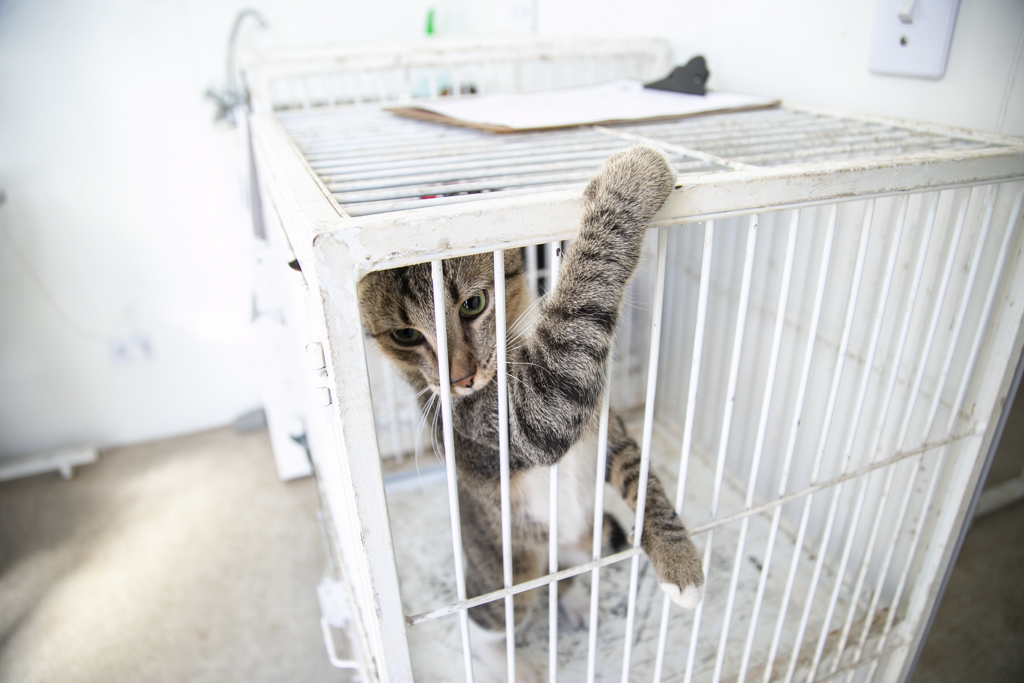 Bem-Estar Animal: Prefeitura de Corumbá inicia castração gratuita de cães e gatos
