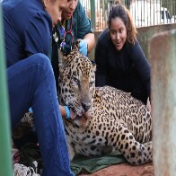 On&ccedil;a-pintada capturada no Pantanal &eacute; transferida para &aacute;rea espec&iacute;fica de fauna silvestre em SP