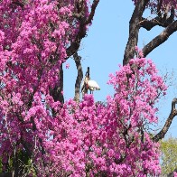 Novo regramento ambiental e monitoramento via sat&eacute;lite ajudam a reduzir supress&atilde;o vegetal no Pantanal
