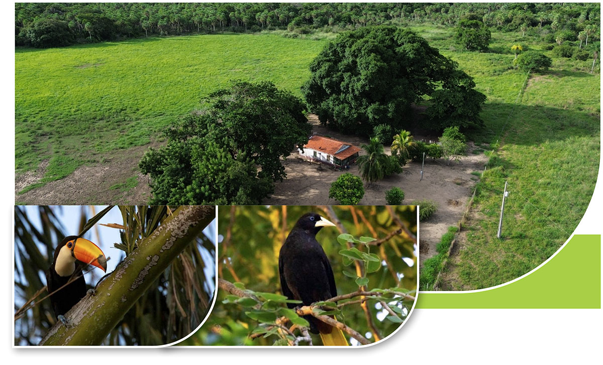 CACTUS AGROPECUÁRIA TORNA PÚBLICO O RIMA DA FAZENDA ALVORADA
