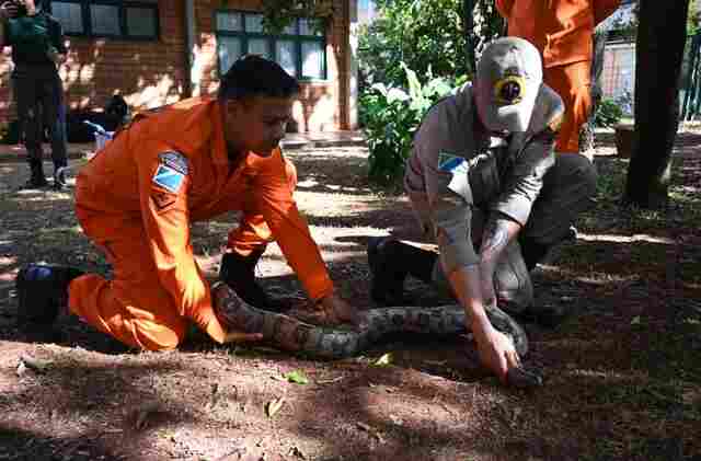 Na luta contra o fogo toda vida importa e Bombeiros aprimoram t&eacute;cnicas para resgate de animais silvestres